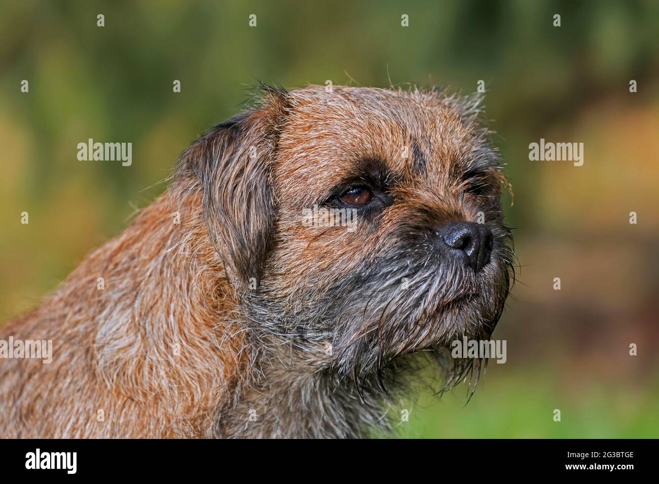 Grizzled border terrier in garden. British dog breed of small, rough-coated terriers, traditionally used in fox-hunting Stock Photo