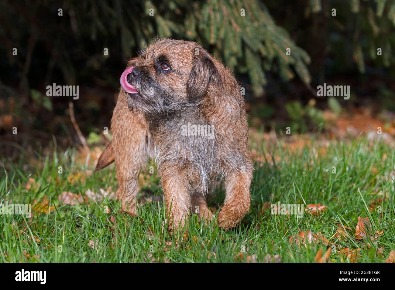 Grizzled border terrier licking nose in garden. British dog breed of small, rough-coated terriers, traditionally used in fox-hunting Stock Photo