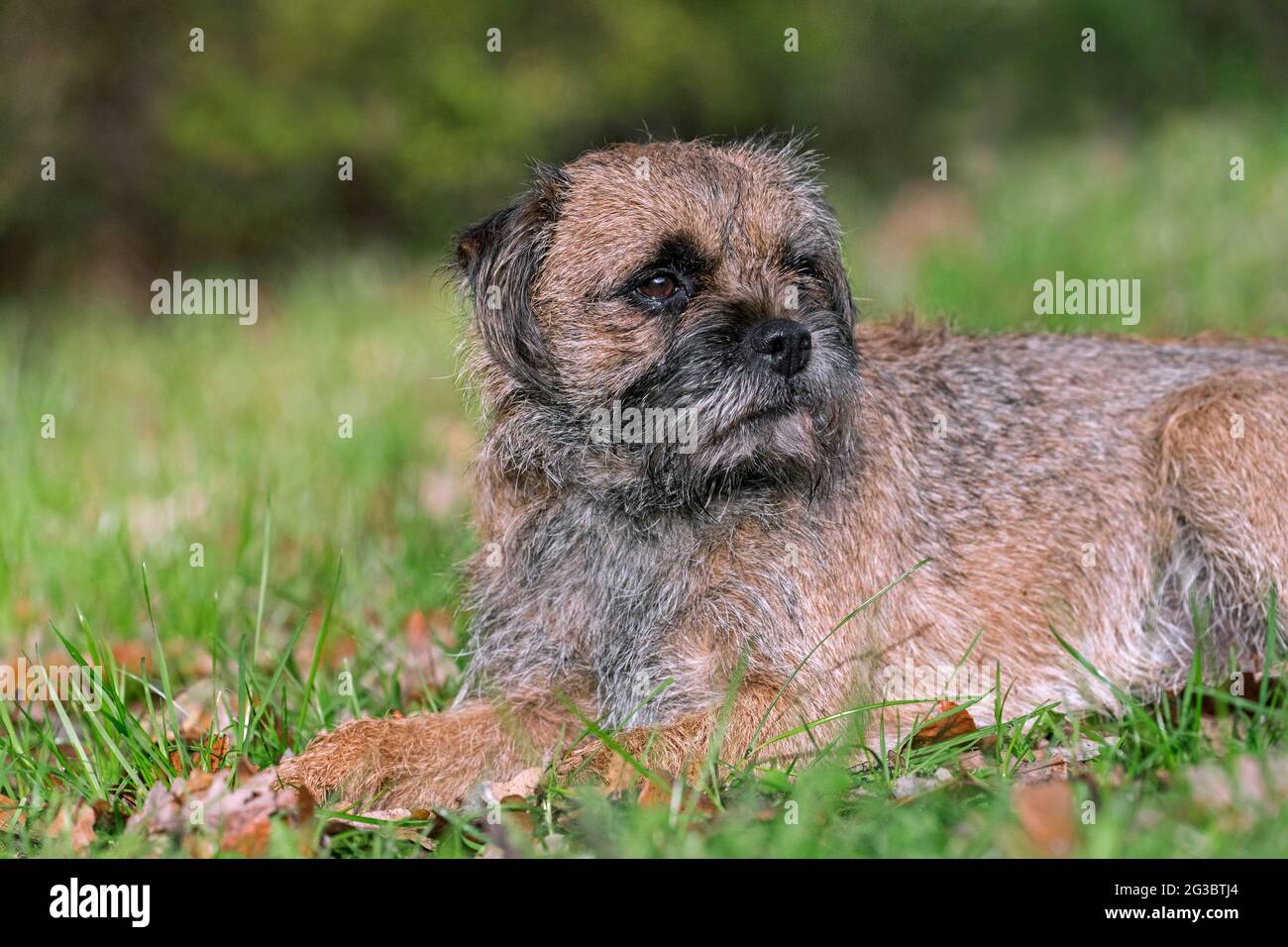 Grizzled border terrier lying in garden. British dog breed of small, rough-coated terriers, traditionally used in fox-hunting Stock Photo