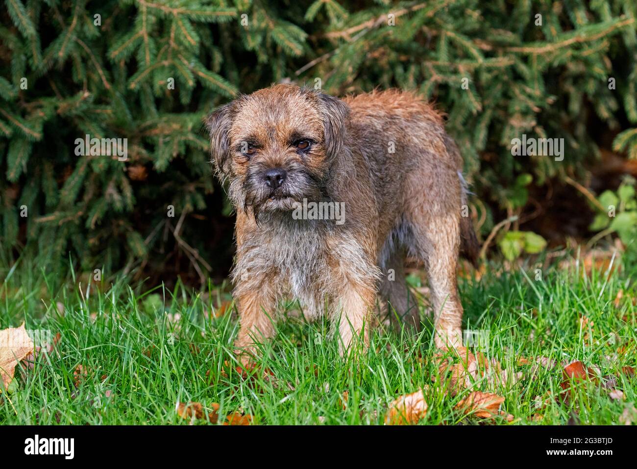 Grizzled border terrier in garden. British dog breed of small, rough-coated terriers, traditionally used in fox-hunting Stock Photo