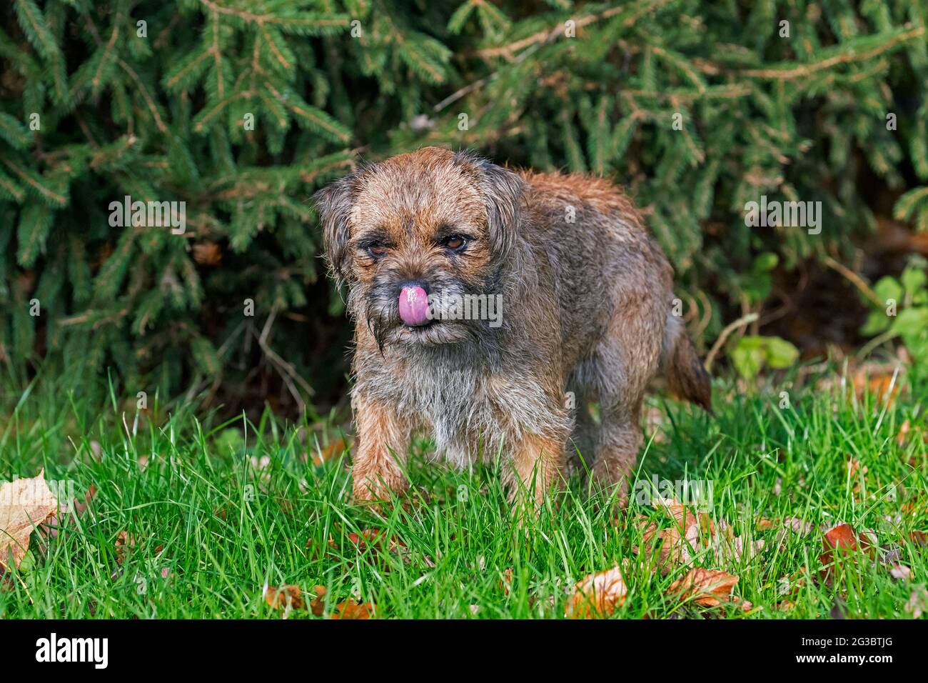 Grizzled border terrier licking nose in garden. British dog breed of small, rough-coated terriers, traditionally used in fox-hunting Stock Photo
