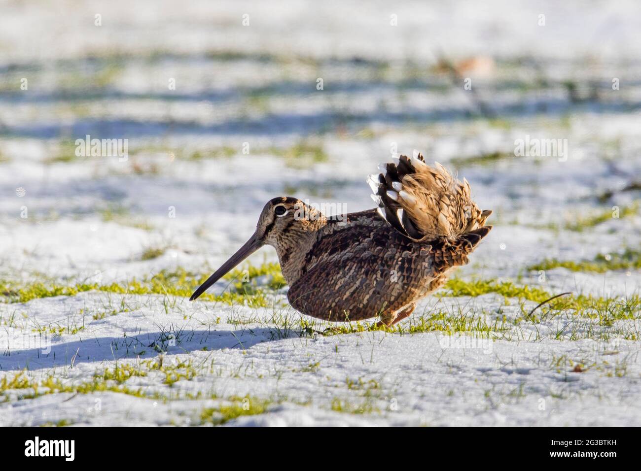 Eurasian woodcock (Scolopax rusticola) displaying in snow covered meadow in winter Stock Photo