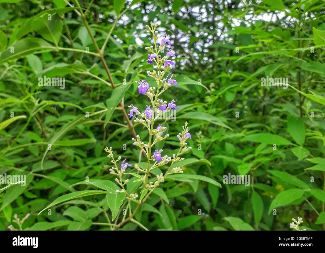 Beautiful flowers of chaste tree (vitex agnus castus) in the garden Stock Photo