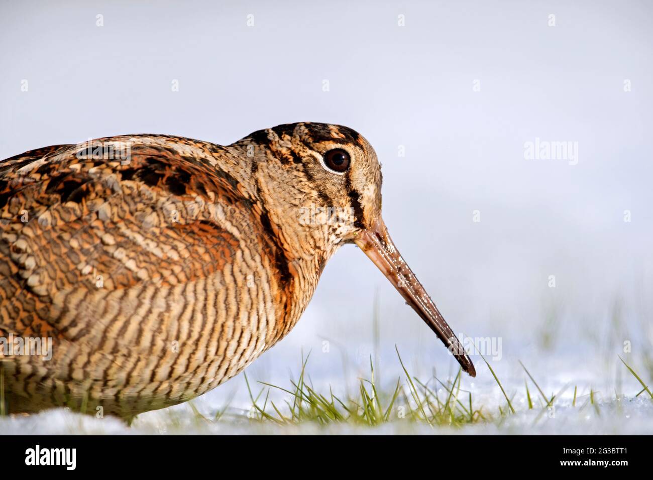 Eurasian woodcock (Scolopax rusticola) foraging in snow covered meadow ...