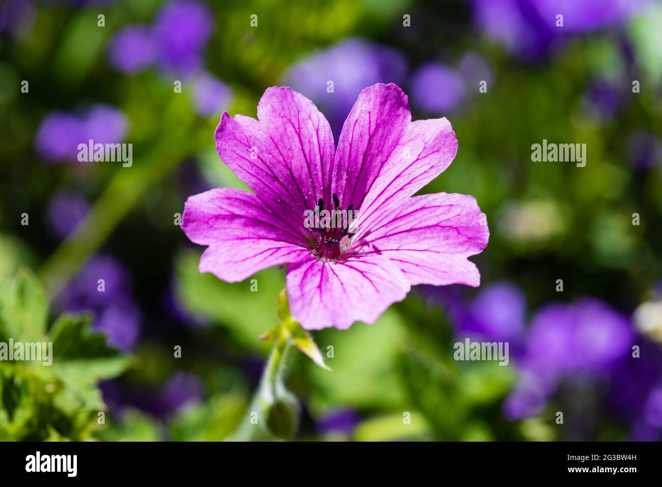 Pink geranium flower, Elworthy Eyecatcher, Grantham, Lincolnshire, England Stock Photo