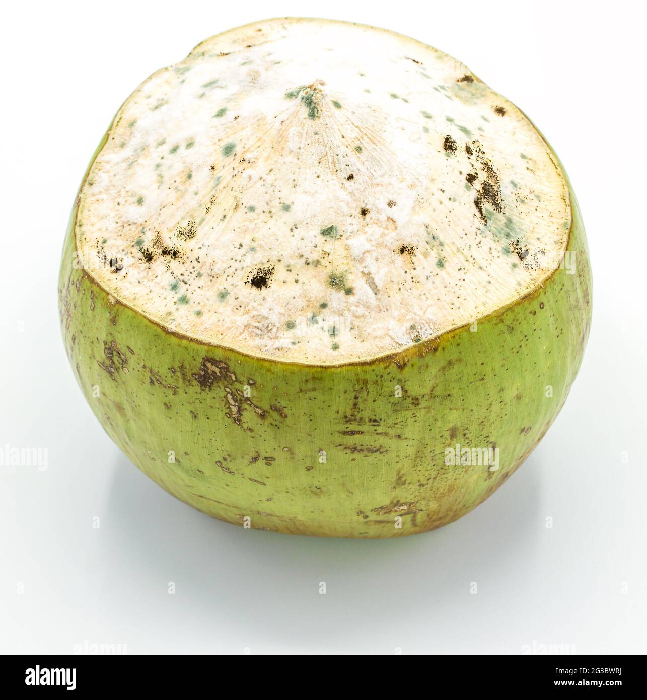 moldy coconut isolated on white background,Closeup Stock Photo