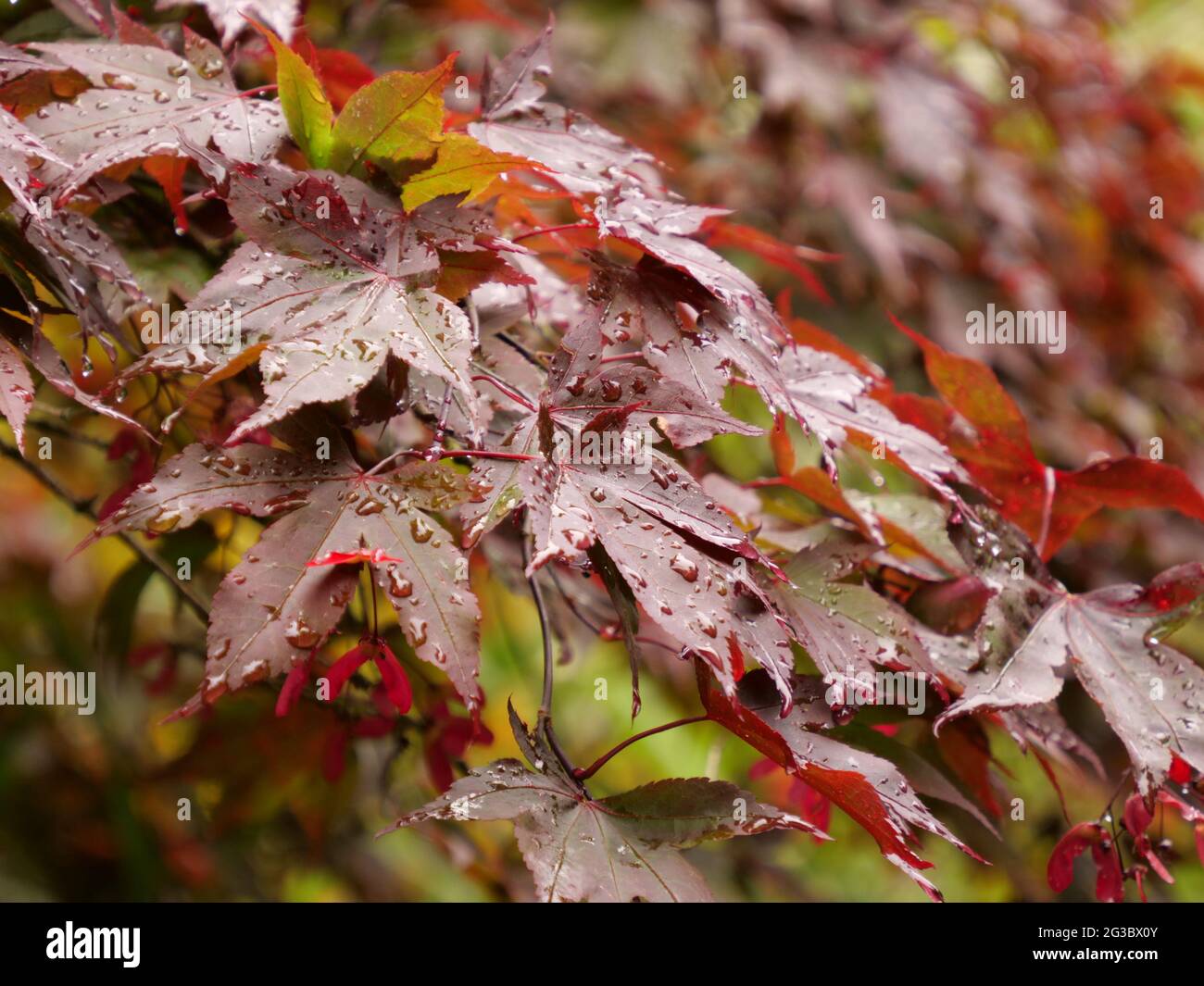 Bright red wet leaves hi-res stock photography and images - Alamy