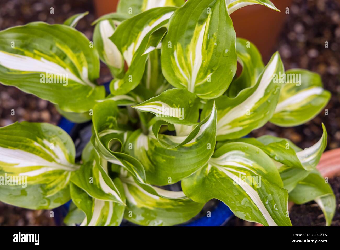 Green and white to yellow variegated leaves of a hosta undulata growing in a flowerpot in a garden in Surrey, south-east Egland in spring Stock Photo