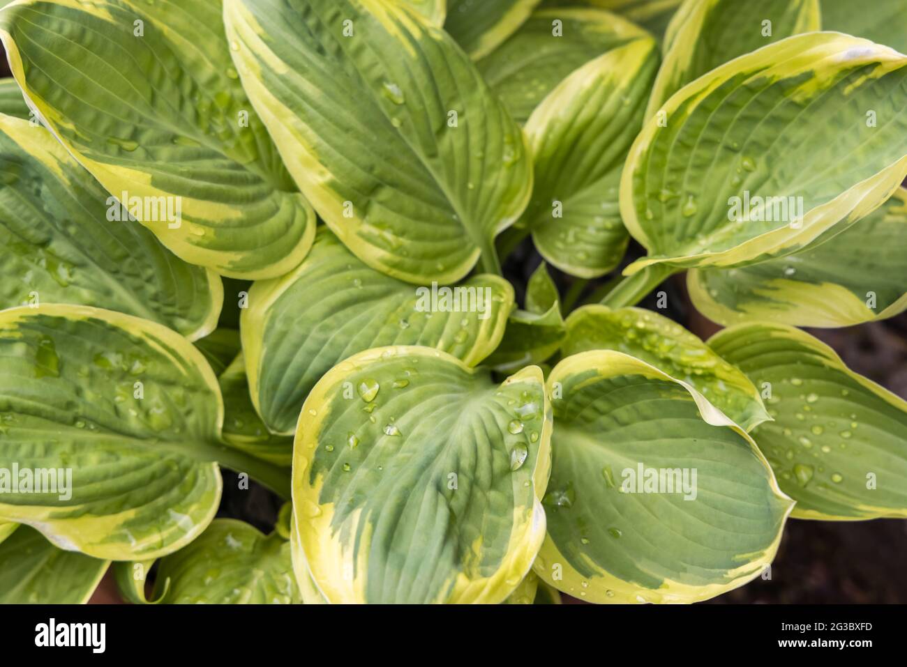 Raindrops on the green and yellow variegated leaves of a hosta plant growing in spring, Surrey, south-east England Stock Photo