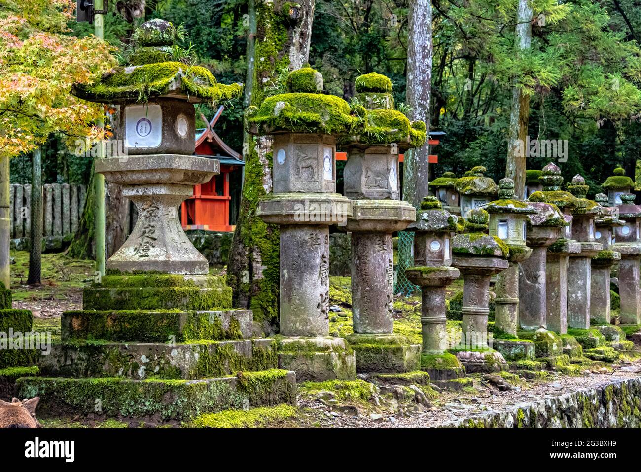 Ishidoro, stone japanese lanterns along the paths of Nara Park, Nara, Japan. Stock Photo