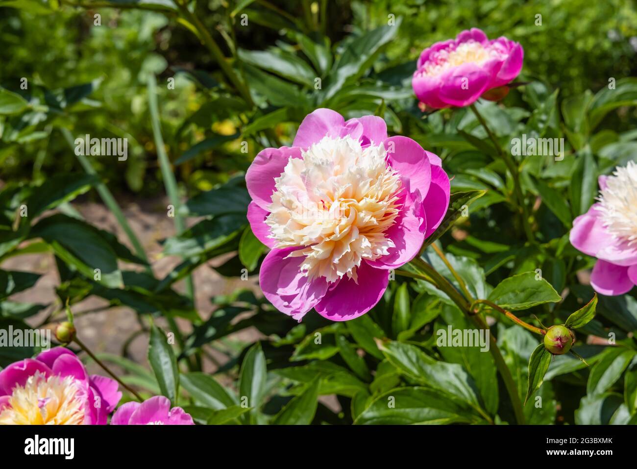 Large blooms of spectacular pink and cream Paeony 'Bowl of Beauty' flowering in a garden in Surrey, south-east England in summer Stock Photo