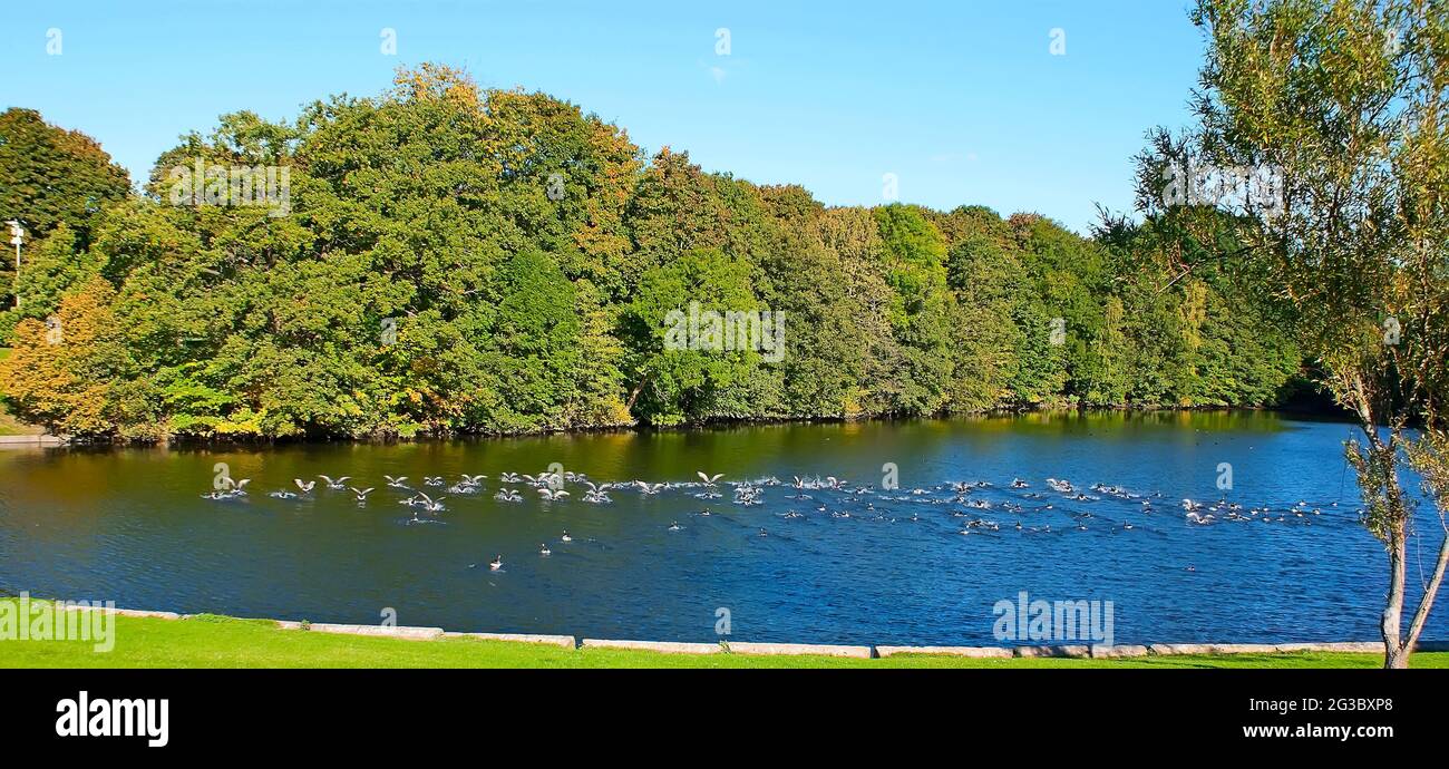 Panorama of the Sognsvann Lake in Frogner Park with a flock of the wild geese on the water surface, Oslo, Norway Stock Photo