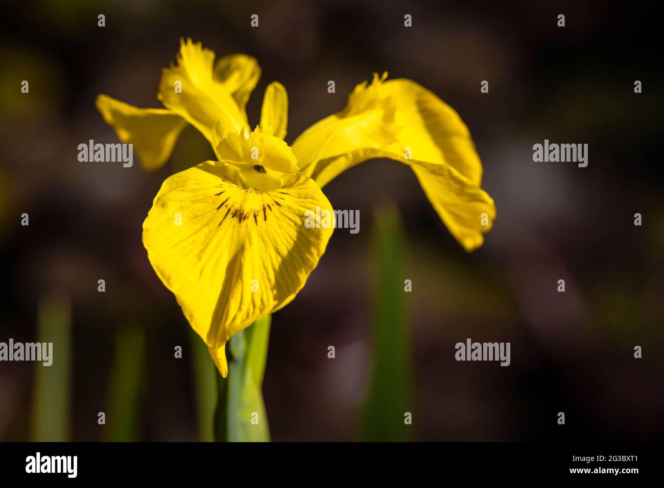The damp-loving herbaceous perennial Iris pseudacorus, the water flag ...