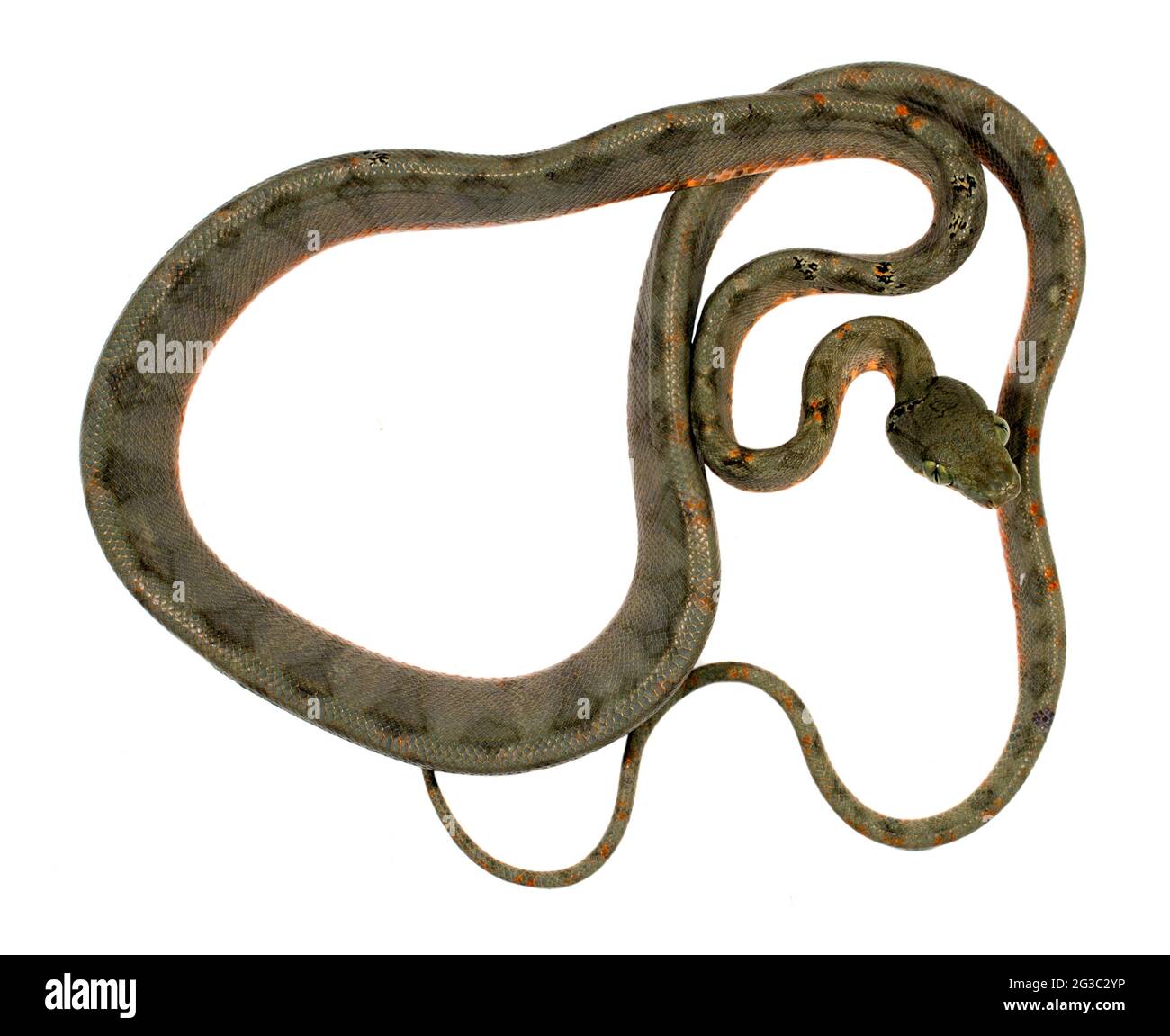 Amazon Tree Boa (Corallus hortulanus), Orellana province in the ...