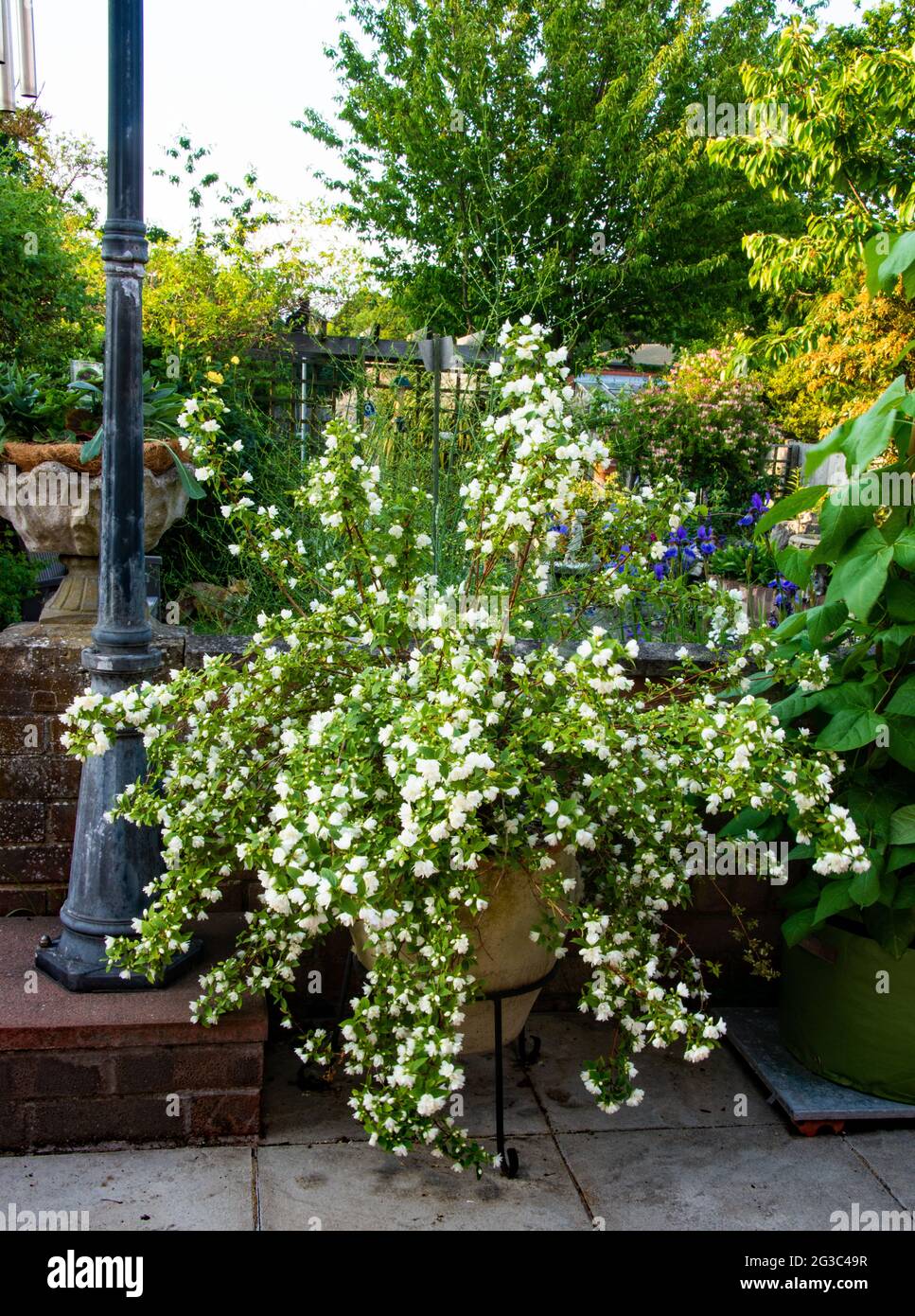 Philadelphus 'Manteau d'Hermine' Stock Photo - Alamy