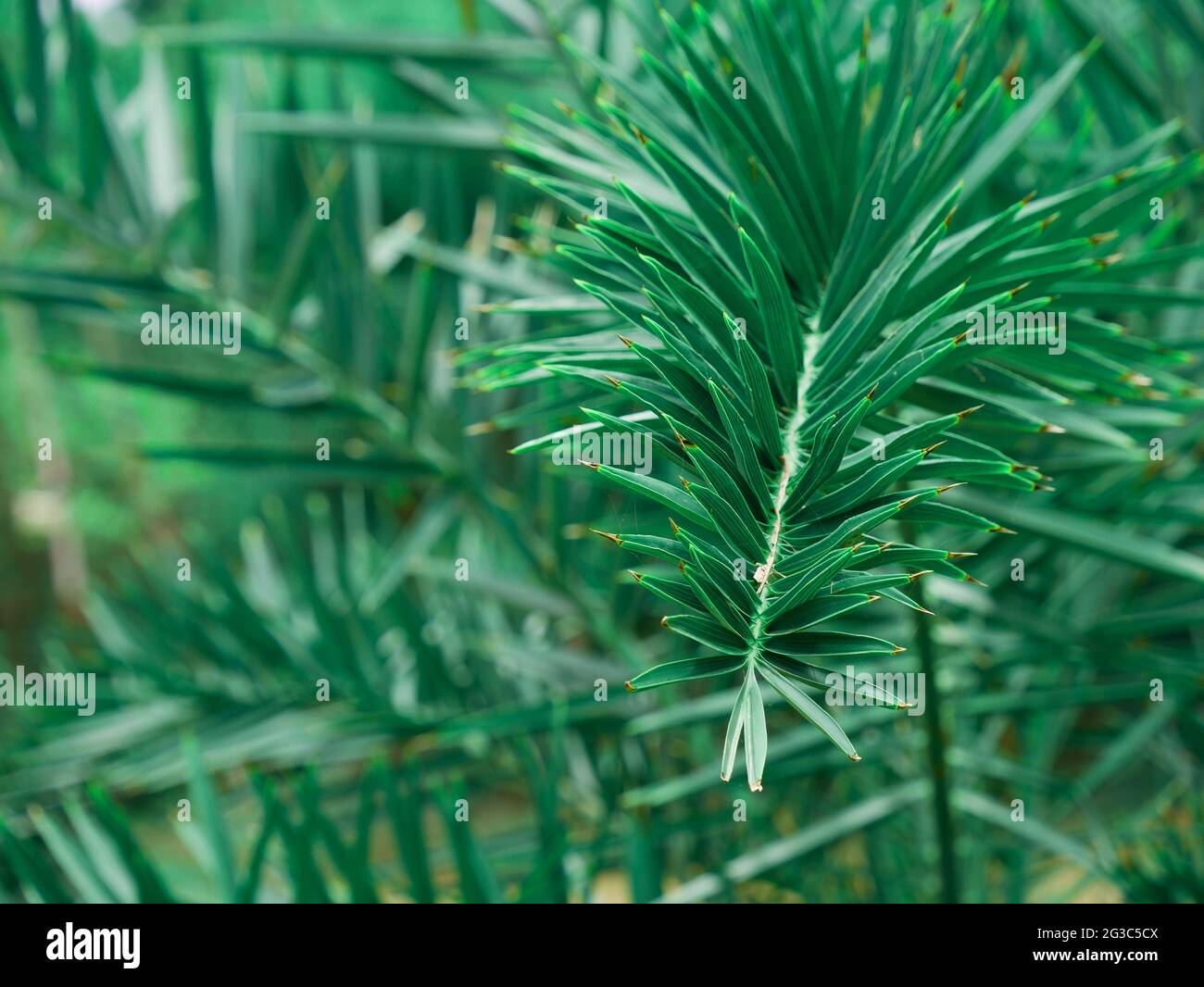 Beautiful green shape edge leaves plant view on whole frame Stock Photo ...
