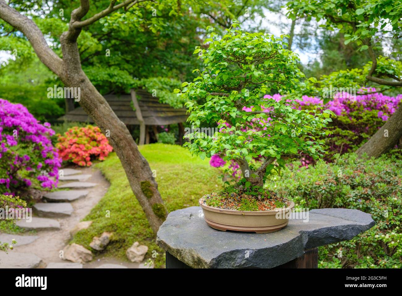 Japanese garden with bonsai tree and pink rhododendrons bushes Stock Photo