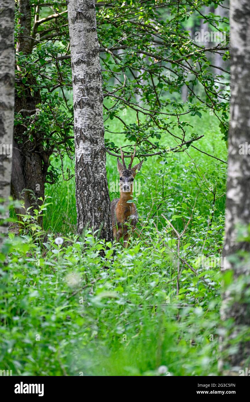 roe deer looking out from behind birch trees Stock Photo