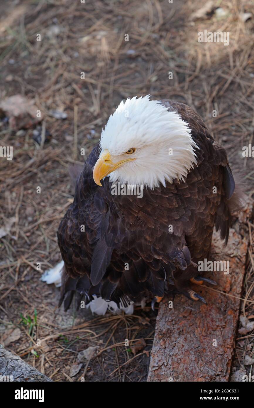 American black and white bald eagle Stock Photo - Alamy