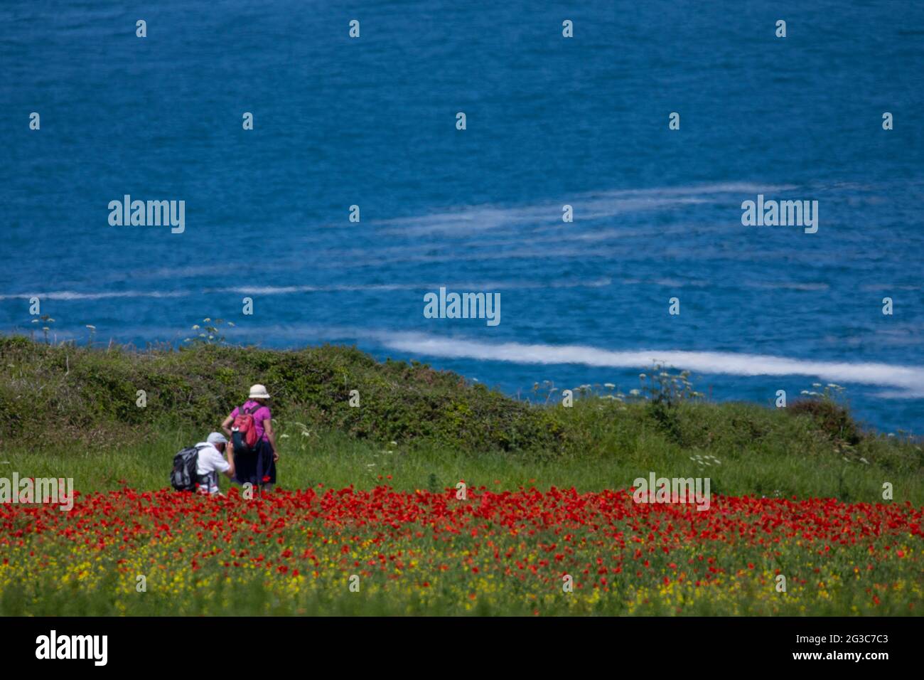 West Pentire, Cornwall, UK. Tuesday 15th June 2021, UK Weather: Hot weather over flowering wild flowers fields at West Pentire, Cornwall as this couple discovered viewing the spectacle  © DGDImages/Alamy Live News Stock Photo