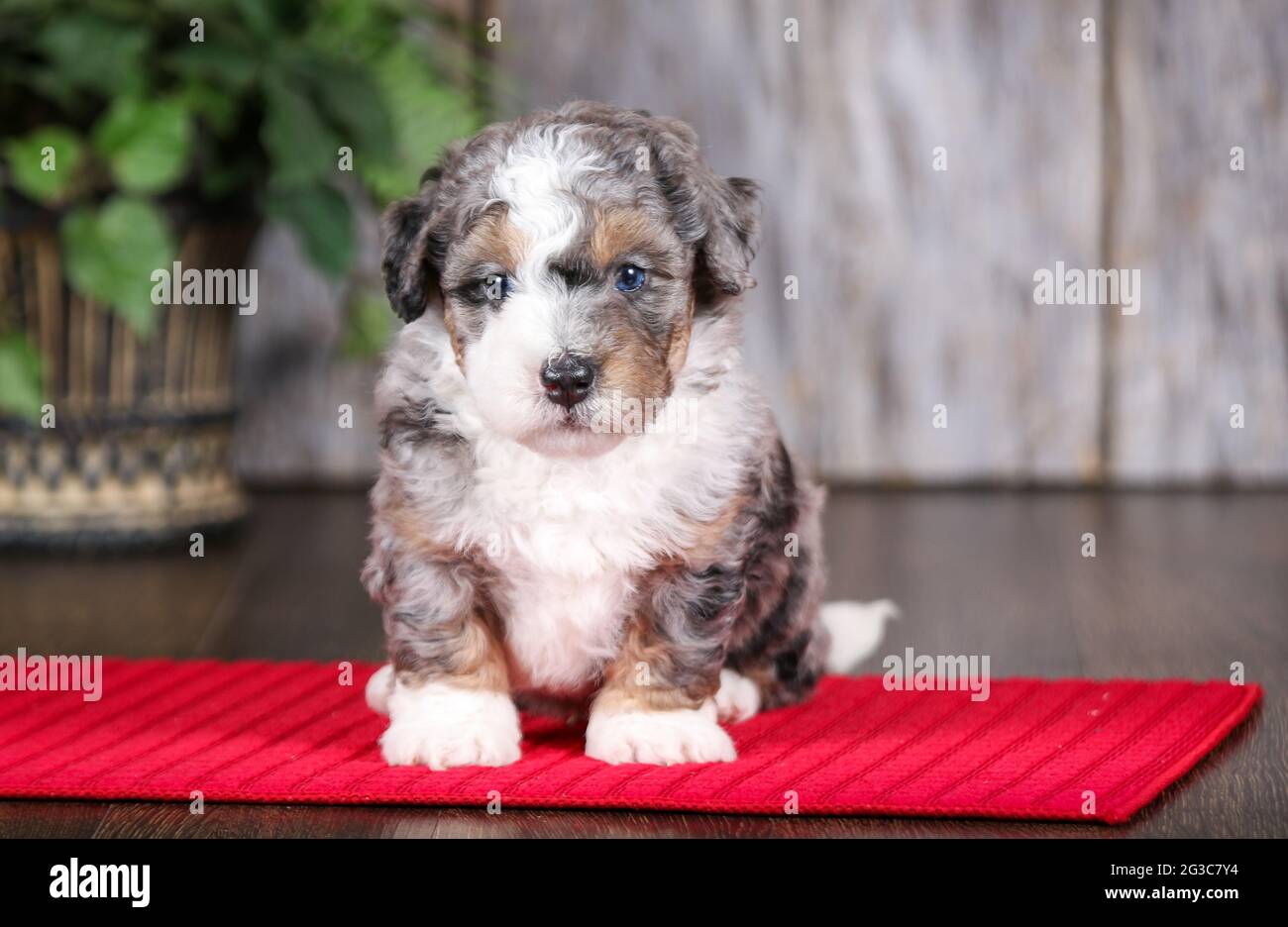 F2 Mini Bernedoodle puppy looking at camera at 5 weeks old. Sitting on red towel mat. Stock Photo