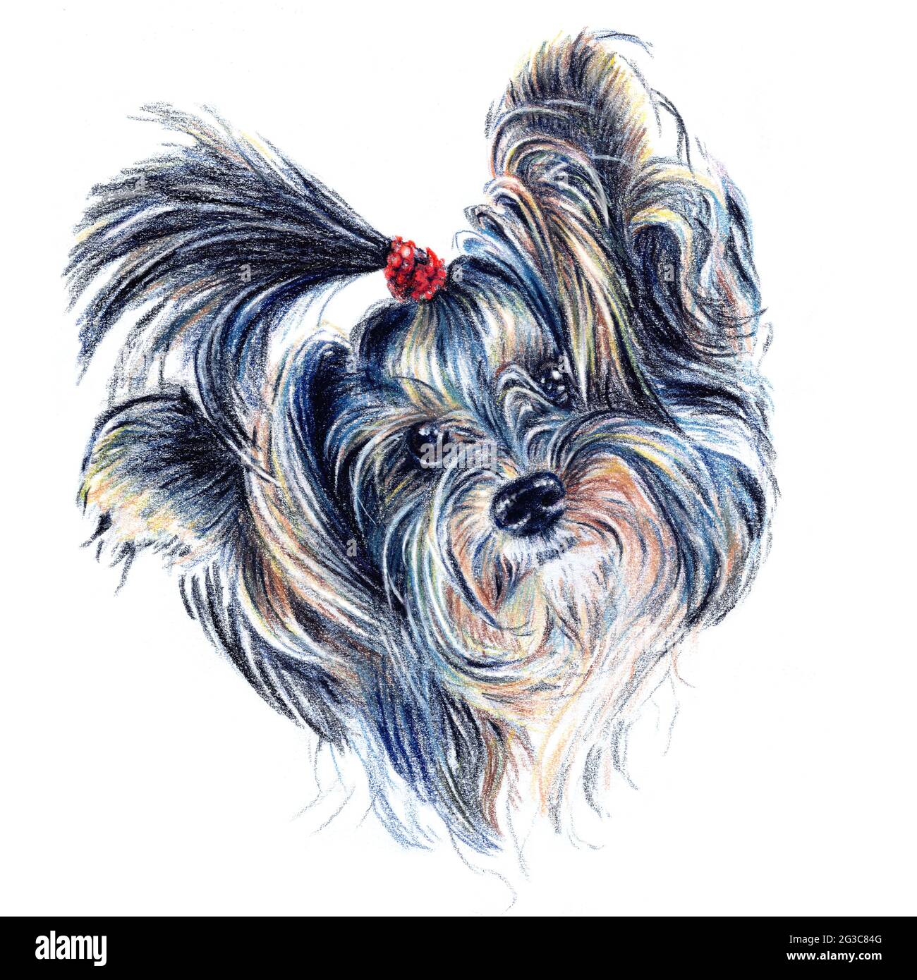 colored pencils sketch Yorkshire terrier red and black with bow Stock Photo