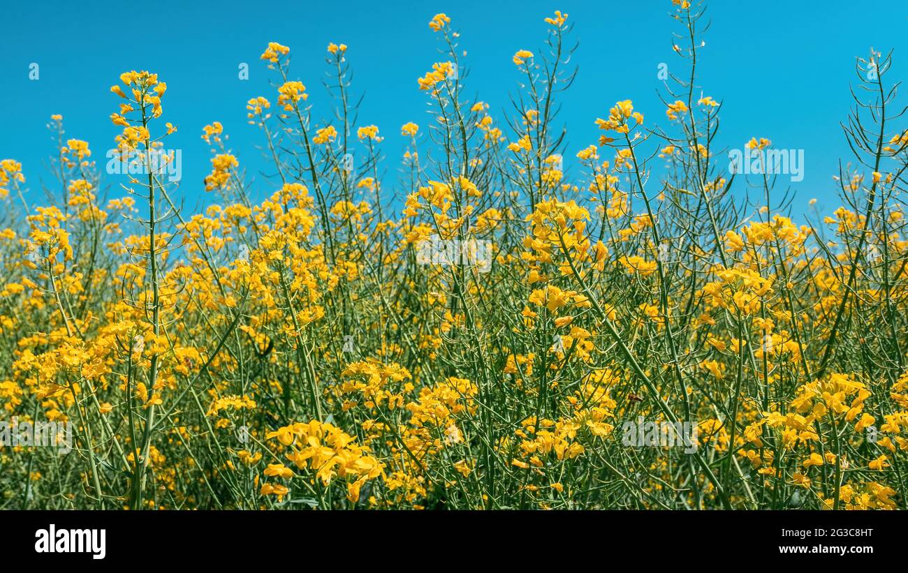 Rapeseed canola yellow flowers in cultivated field, Brassica napus cultivation Stock Photo