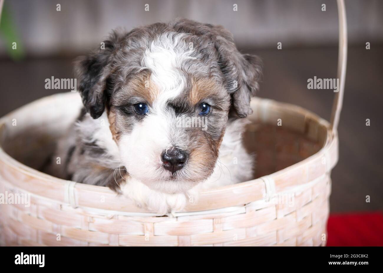 F2 Mini Bernedoodle puppy in white basket looking at camera at 5 weeks old. Basket sitting on red towel mat. Stock Photo