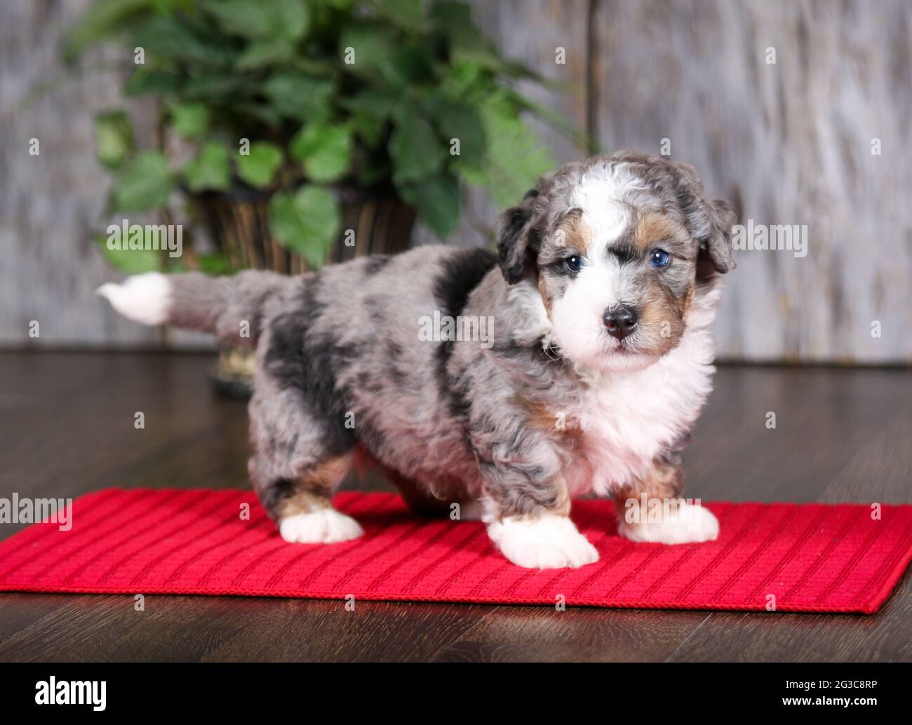 F2 Mini Bernedoodle puppy looking at camera at 5 weeks old. Standing on red towel mat. Stock Photo