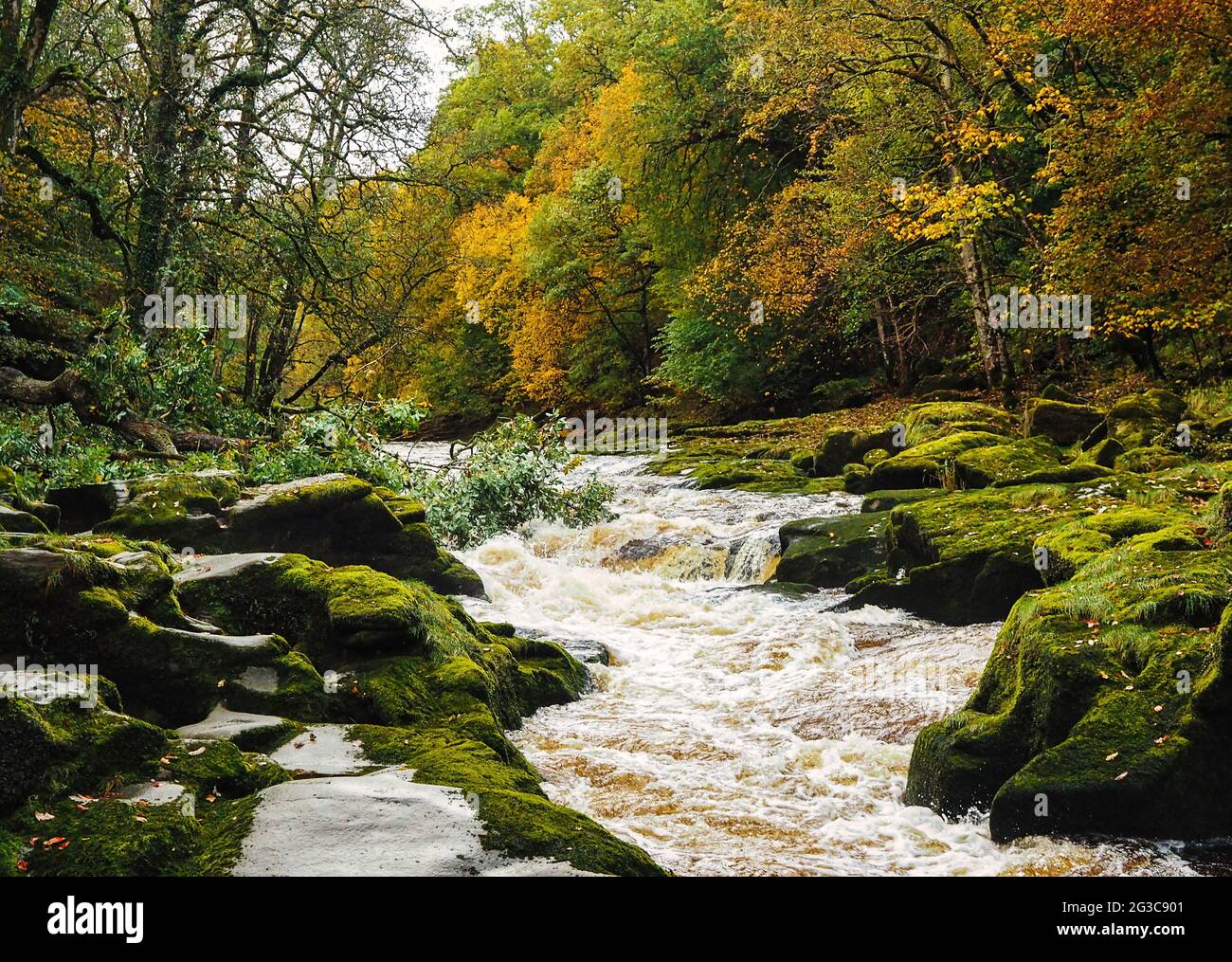 After heavy rainfall the River Wharfe runs high and fast through the section of Strid Wood known as the Strid, famous for its dramatic waterfalls Stock Photo
