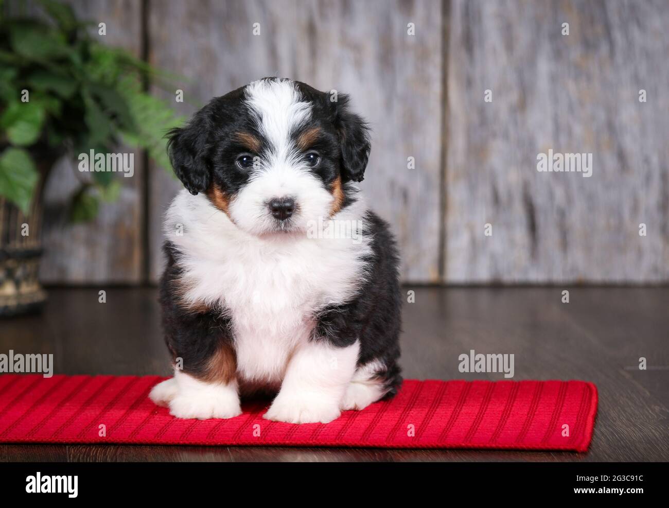 F2 Mini Bernedoodle puppy looking at camera at 5 weeks old Stock