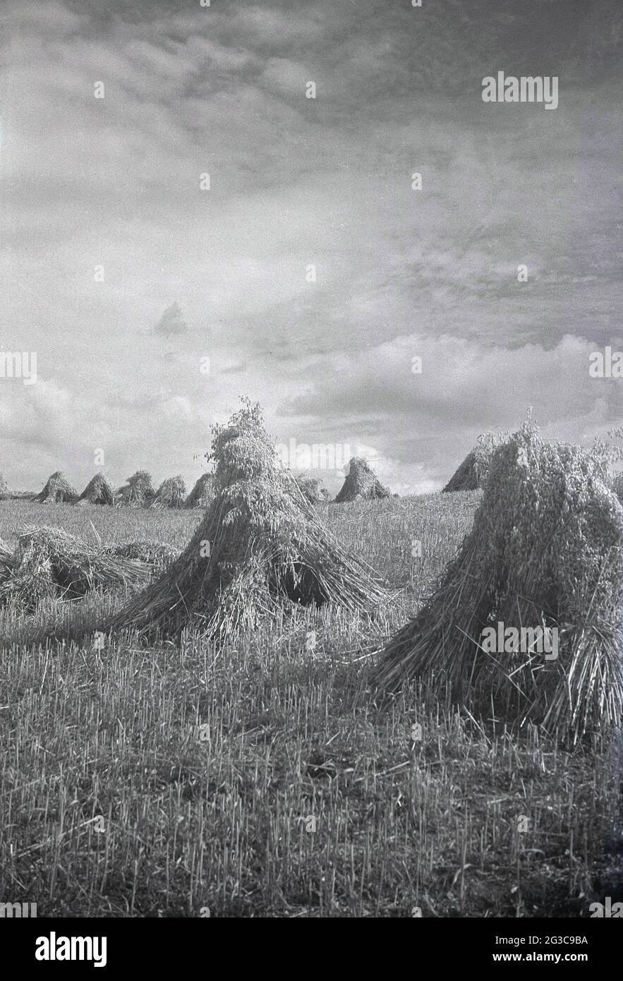 1930s, historical, a hillside field with small, wigwam shaped straw