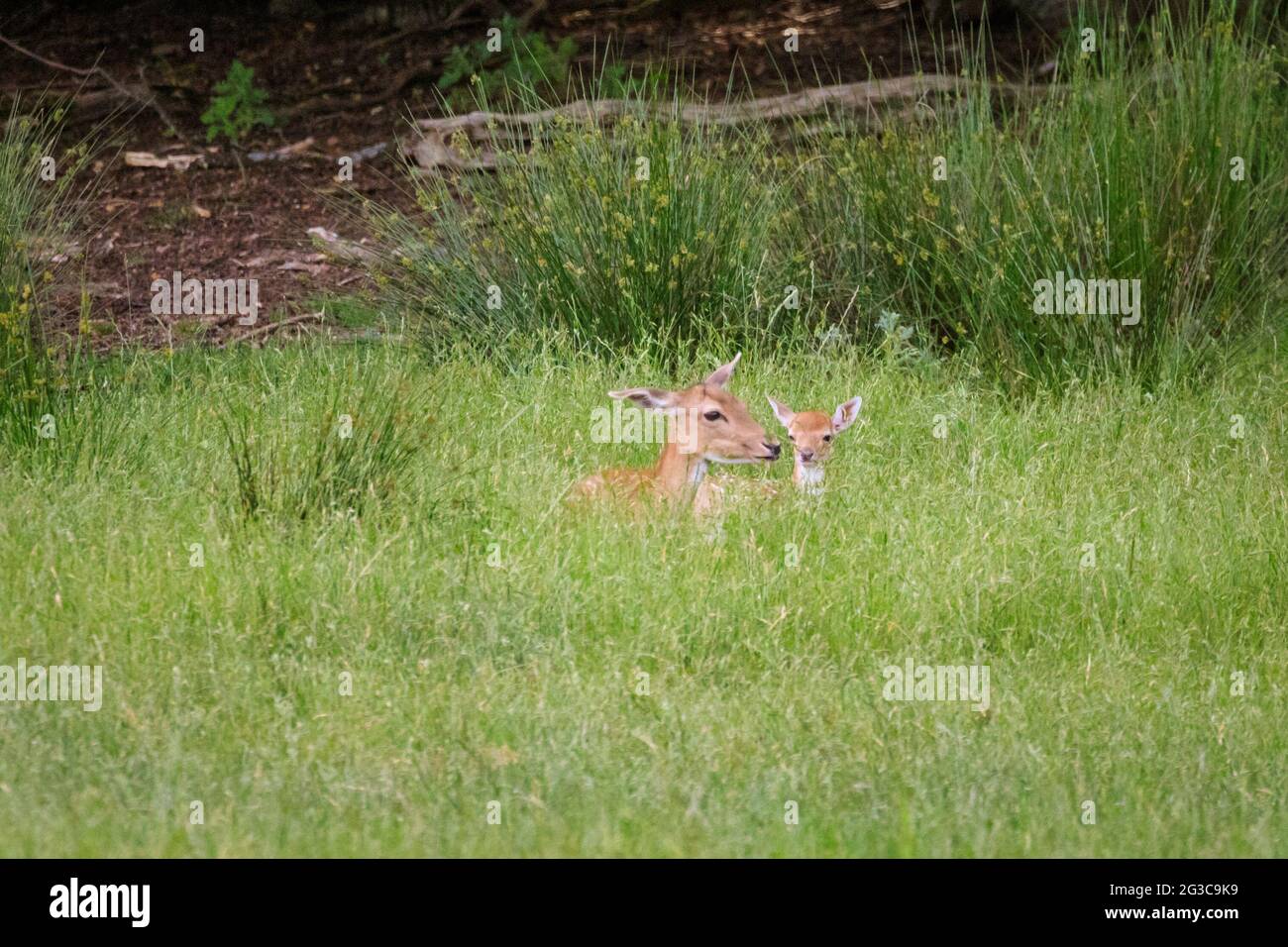 Dülmen, NRW, Germany. 15th June, 2021. Fallow deer (dama dama) mother with her little fawn in the long grass. The deer fawning season has started and several little fallow deer fawns, all between a few days and two weeks old, start to explore the surrounding meadows and expansive woodland at Dülmen Nature and Wildlife Reserve in the Muensterland countryside. Credit: Imageplotter/Alamy Live News Stock Photo