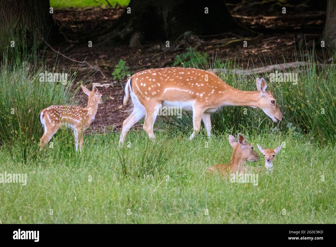 Dülmen, NRW, Germany. 15th June, 2021. Fallow deer (dama dama) mothers with their little fawns. The deer fawning season has started and several little fallow deer fawns, all between a few days and two weeks old, start to explore the surrounding meadows and expansive woodland at Dülmen Nature and Wildlife Reserve in the Muensterland countryside. Credit: Imageplotter/Alamy Live News Stock Photo
