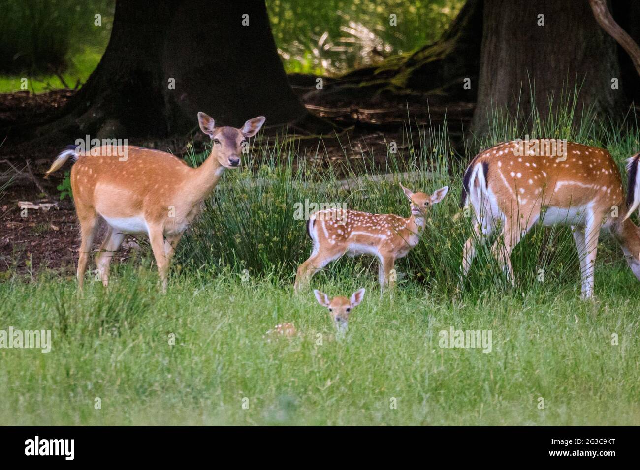 Dülmen, NRW, Germany. 15th June, 2021. Fallow deer (dama dama) does (female) with their little fawns. The deer fawning season has started and several little fallow deer fawns, all between a few days and two weeks old, start to explore the surrounding meadows and expansive woodland at Dülmen Nature and Wildlife Reserve in the Muensterland countryside. Credit: Imageplotter/Alamy Live News Stock Photo