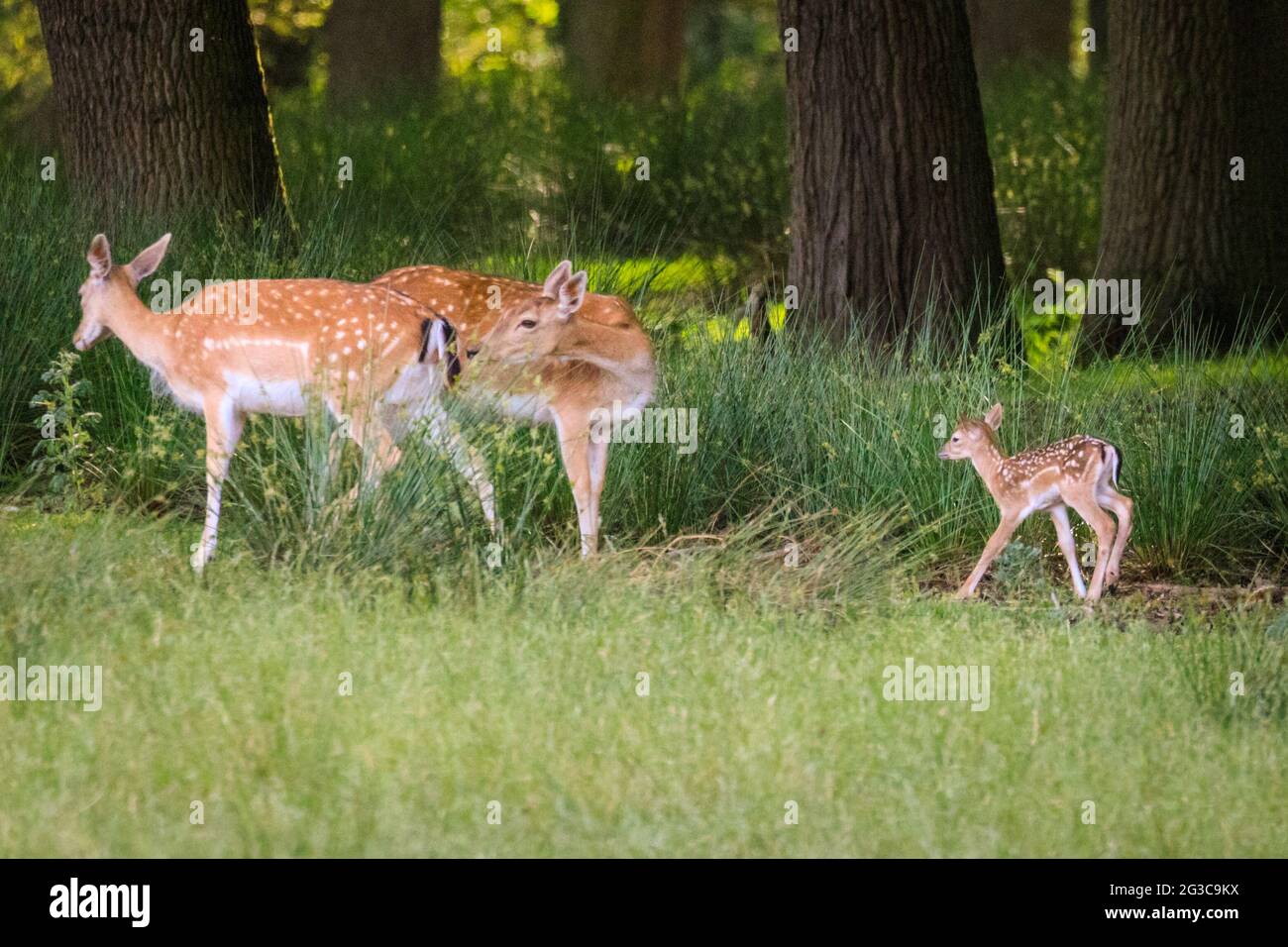 Dülmen, NRW, Germany. 15th June, 2021. A little fallow deer (dama dama) fawn runs after its mother. The deer fawning season has started and several little fallow deer fawns, all between a few days and two weeks old, start to explore the surrounding meadows and expansive woodland at Dülmen Nature and Wildlife Reserve in the Muensterland countryside. Credit: Imageplotter/Alamy Live News Stock Photo