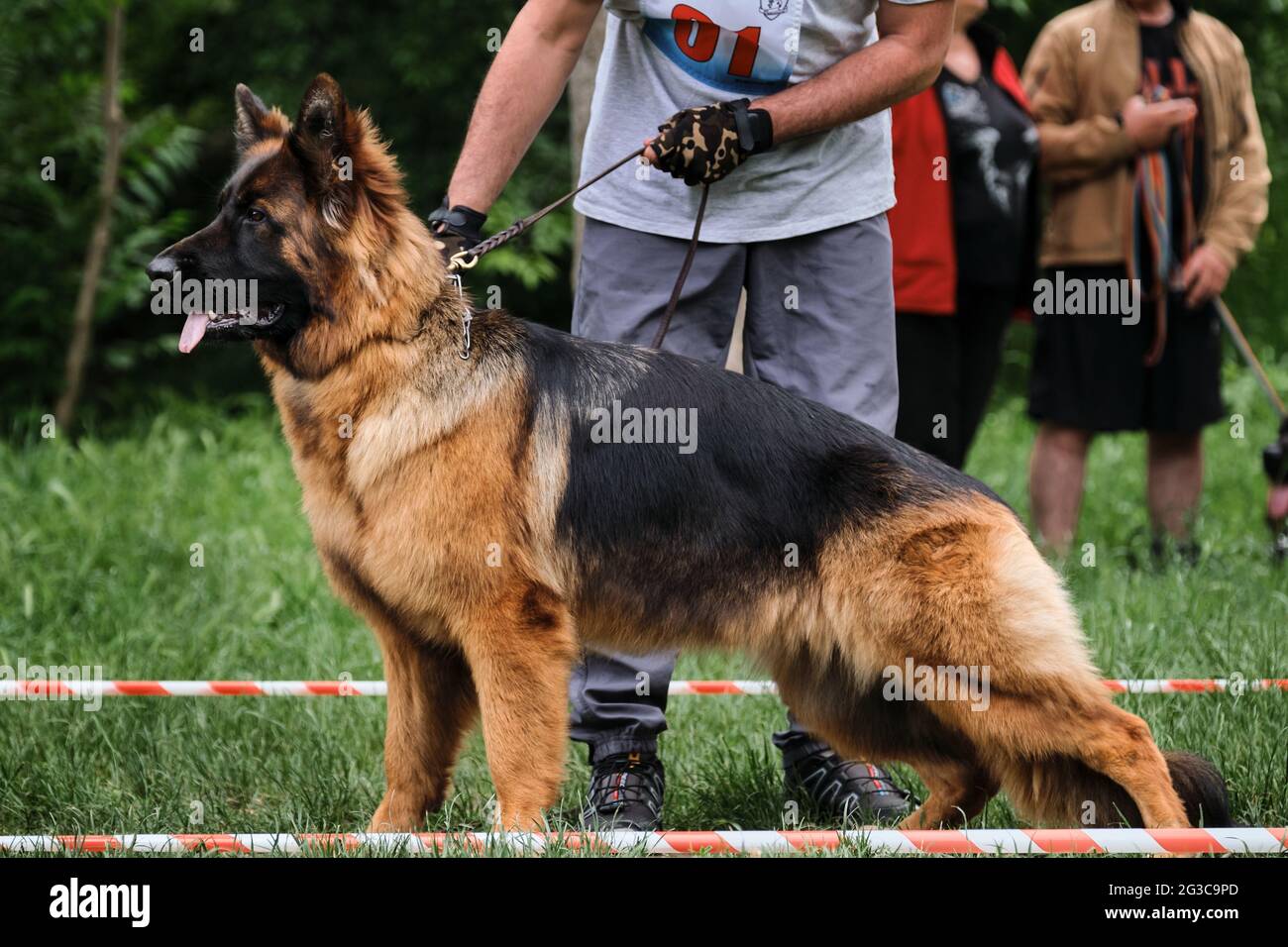 Pedigree stand of German Shepherd dog side view. Dog show of long haired German Shepherd and handler who helps to put it correctly and beautifully on Stock Photo