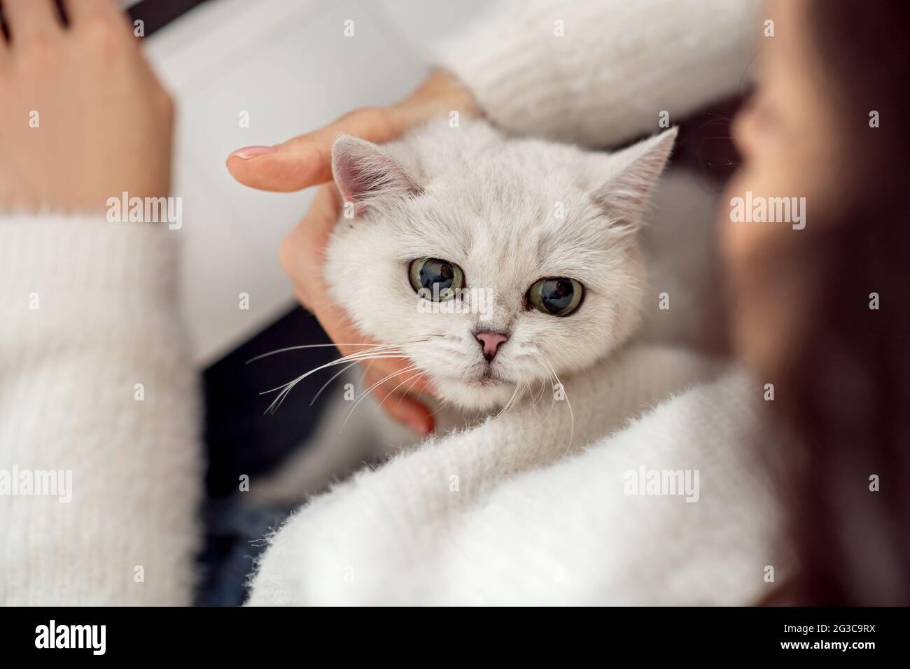 Close up picture of a cute white cat Stock Photo - Alamy