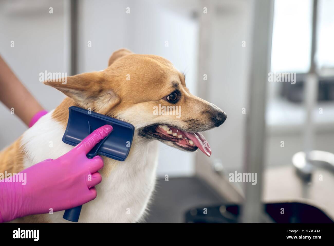 Close up picture of a groomers hands brushing a dog Stock Photo Alamy