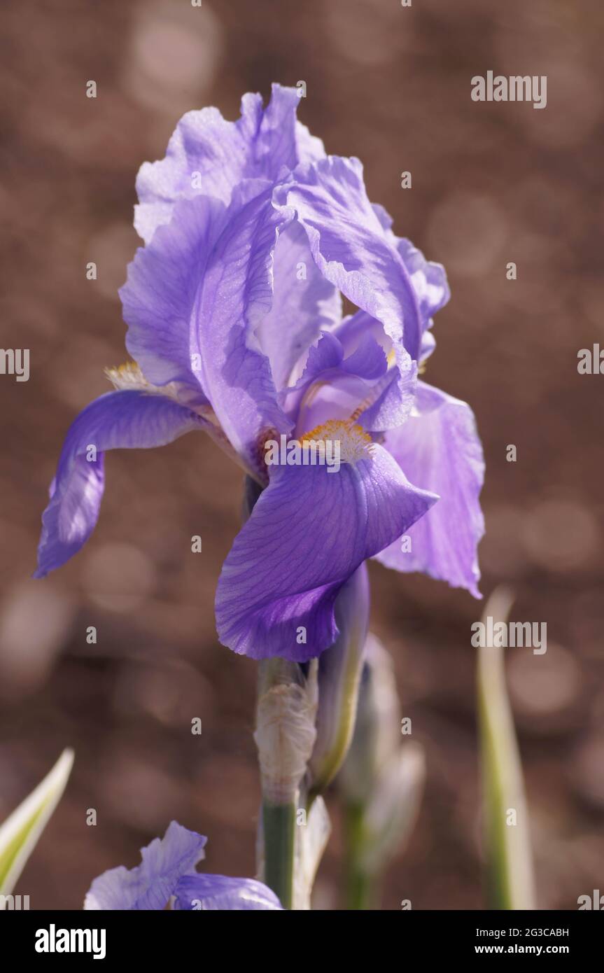 Purple iris with yellow dancing in the sunlight. Garden plant, early spring, blurred background Stock Photo