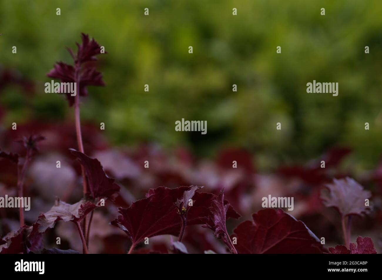 Ground Cover red purple and green foliage garden scene and background Stock Photo