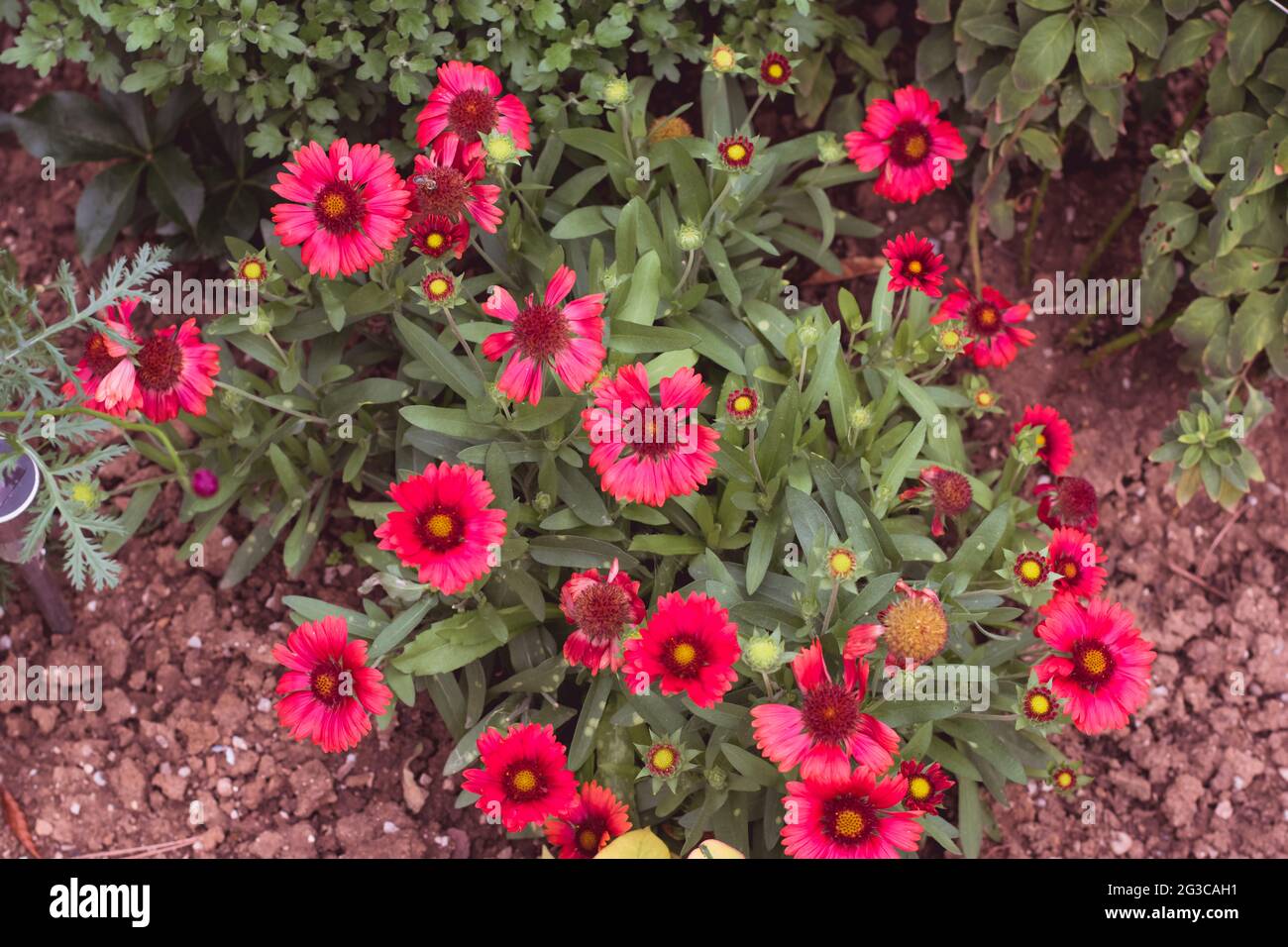 beautiful blooming red gaillardia flowers background Stock Photo