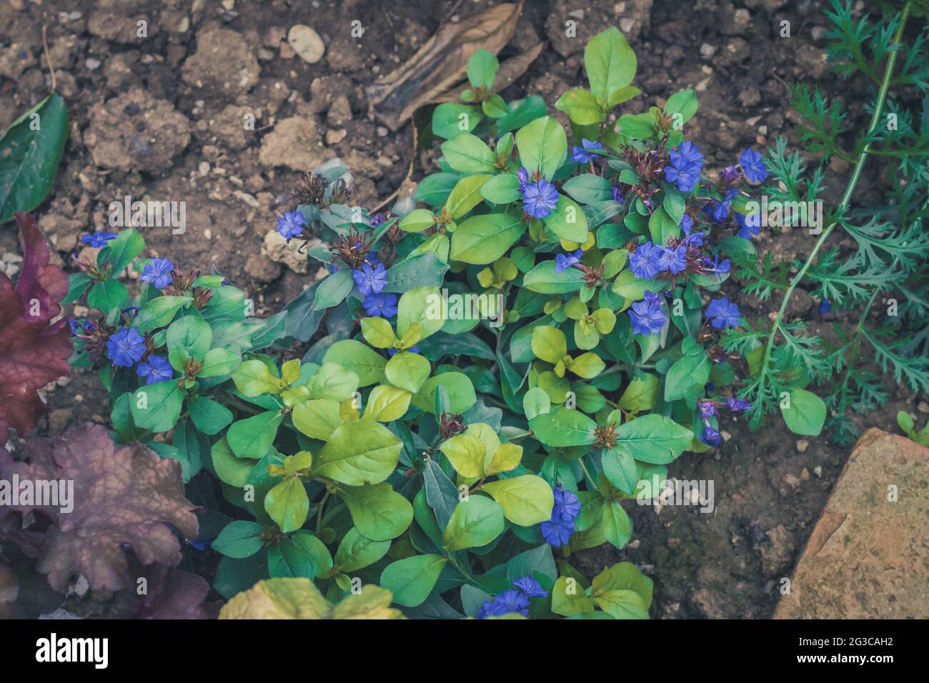 vivid blue tiny flowers with green leaves background Stock Photo