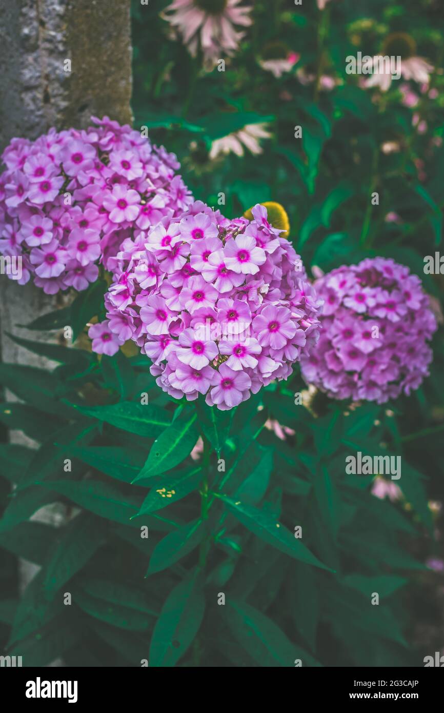 beautiful pink phlox flowers in summer nature copy space Stock Photo ...