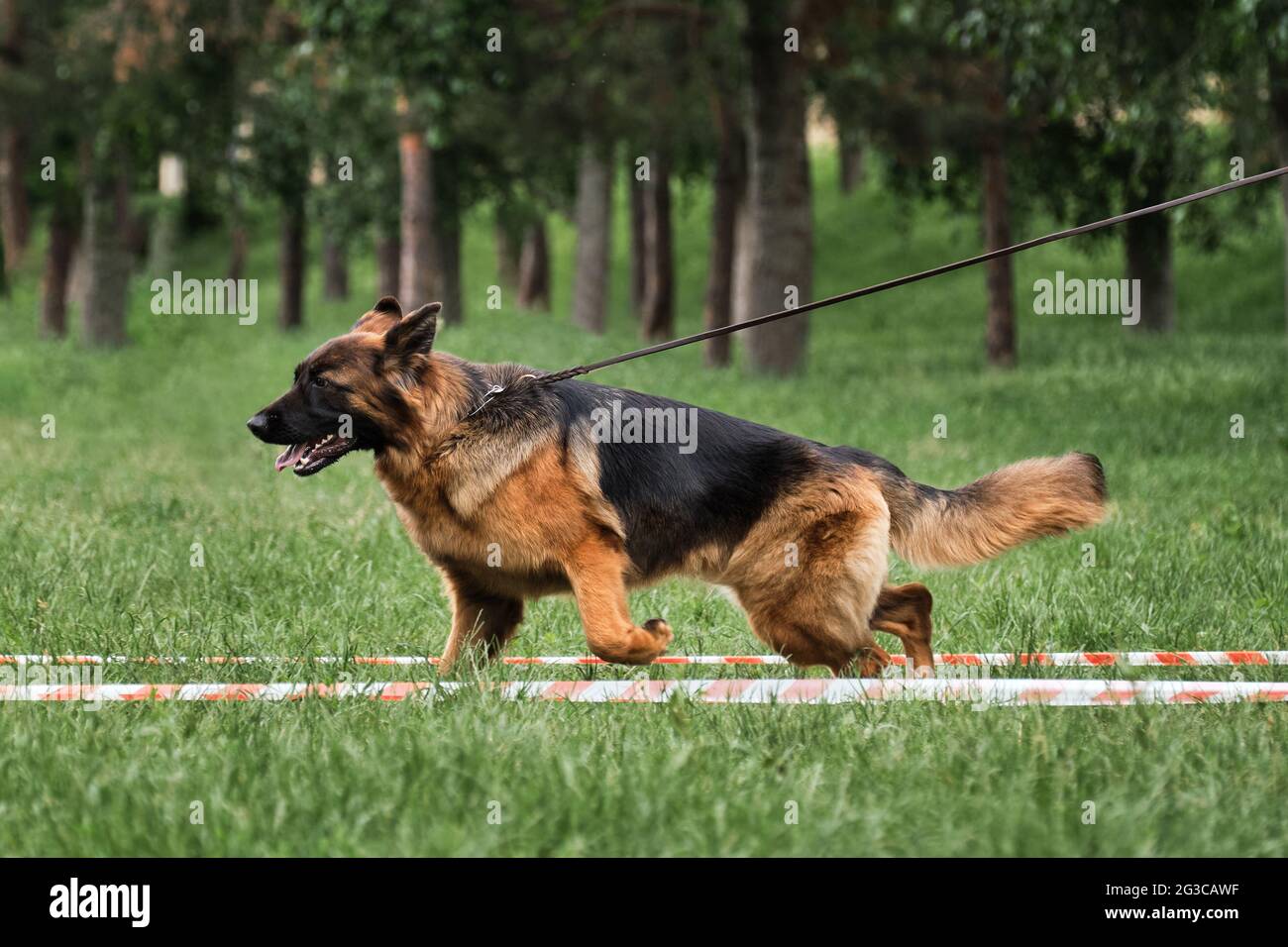 What Is A Good Hip Score For A German Shepherd