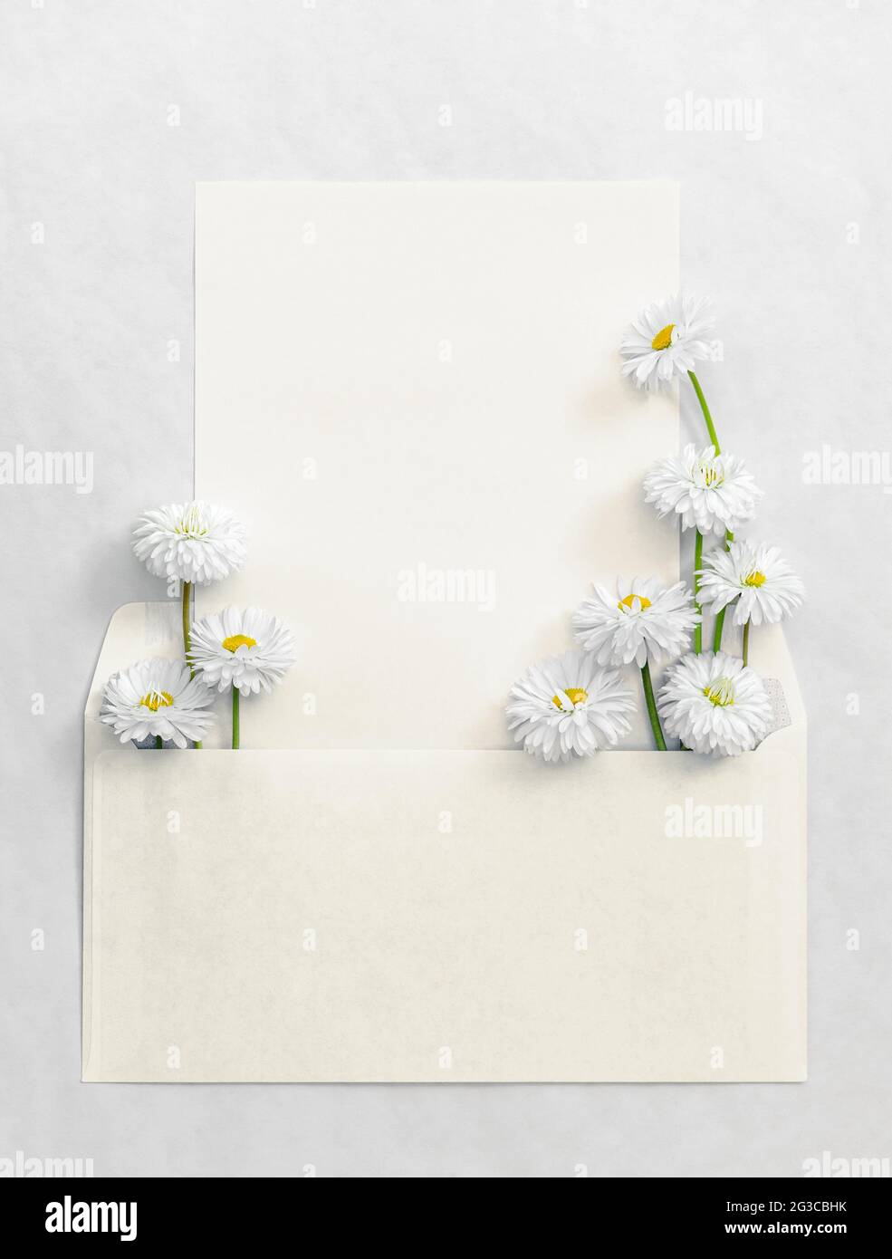 Greeting card template. White daisies in an envelope with a place for ...