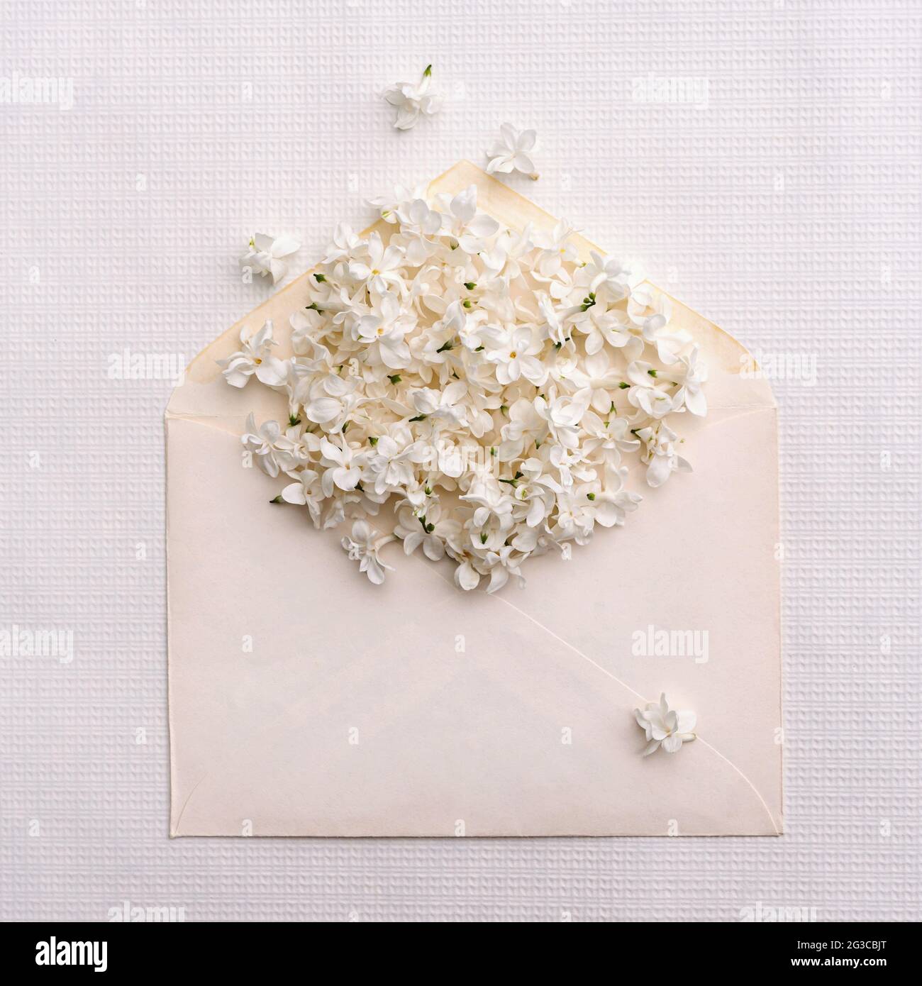 Greeting card template. An open envelope filled with white lilac flowers  with space for your greeting or design on a light background Stock Photo -  Alamy