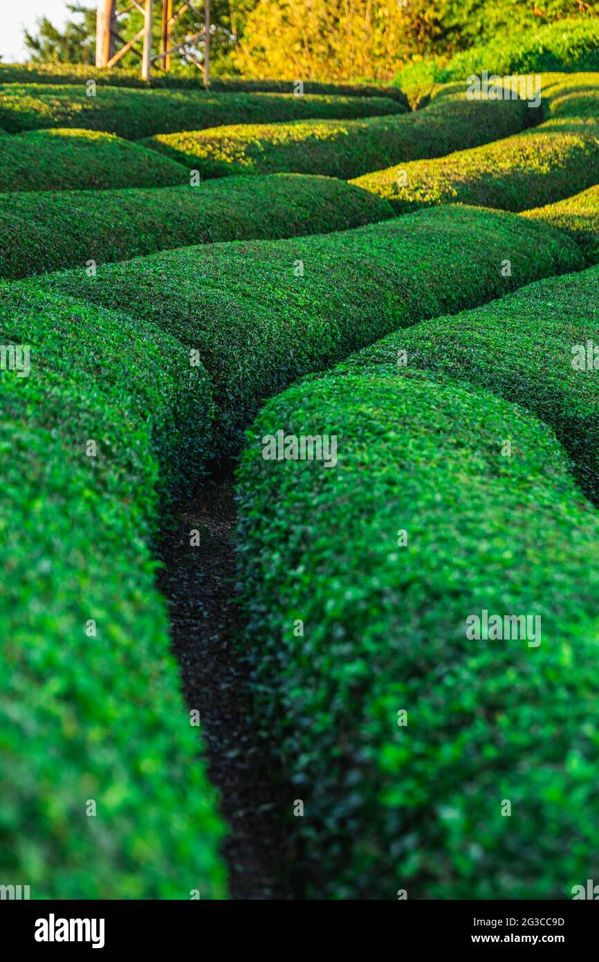 Turkey Tea Field Tea plantations near Rize in Turkey editorial Stock Photo - Alamy