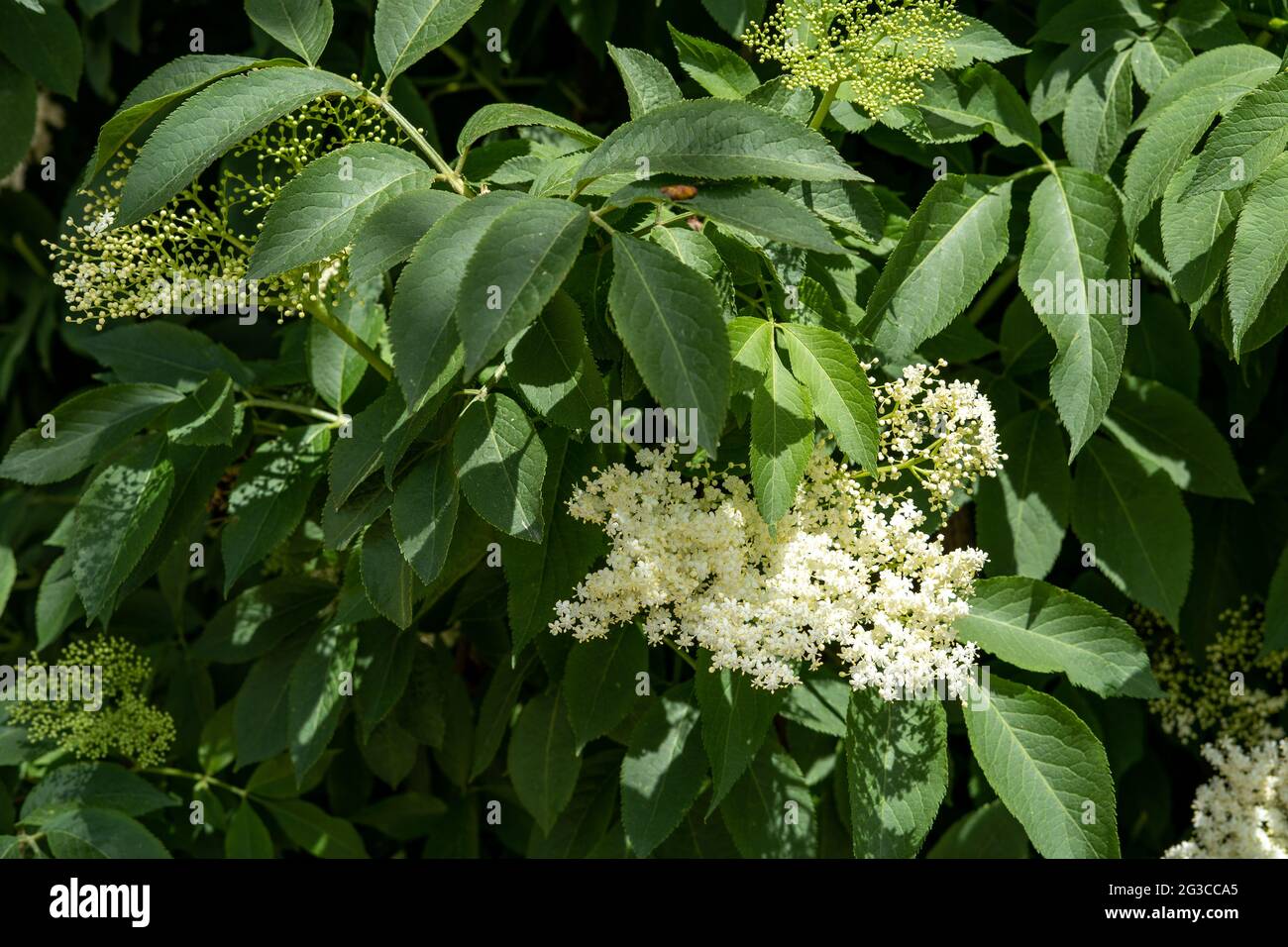A wild elderflower bush in bloom, horizontal Stock Photo Alamy
