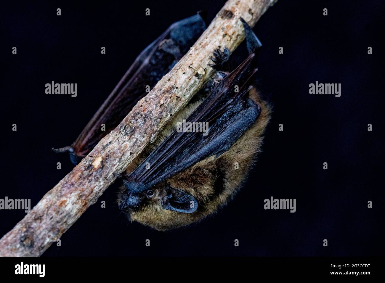 Common Pipistrelle Bat (Pipistrellus pipistrellus) Stock Photo